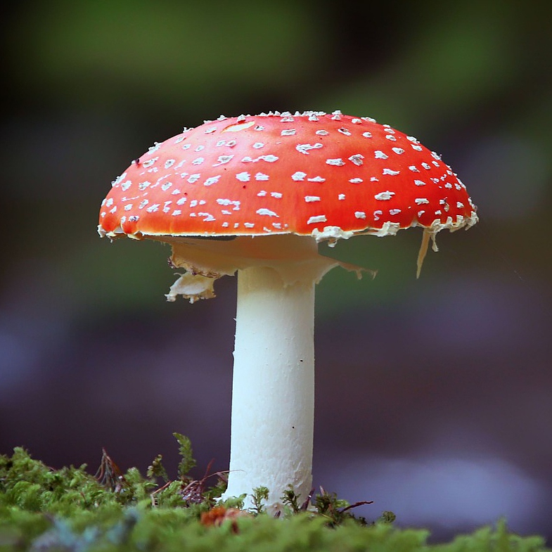 Fliegenpilz